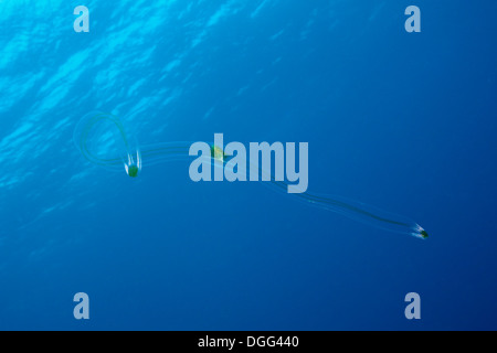 Cinghia di Venere pettine meduse, Cestum veneris, Socorro, Revillagigedo Islands, Messico Foto Stock