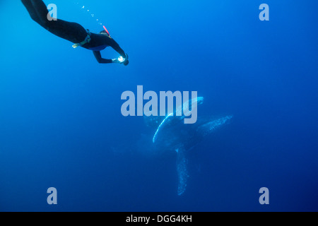 Humpback Whale, madre e del polpaccio, Megaptera novaeangliae, Socorro, Revillagigedo Islands, Messico Foto Stock