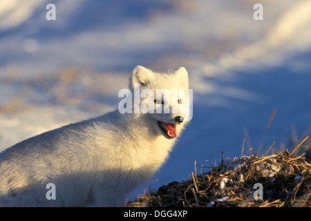 Arctic Fox (Alopex lagopus) vicino a Churchill, Manitoba, Canada Settentrionale Foto Stock