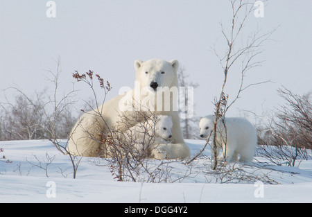 Madre di Orso Polare (ursus maritimus) con i cuccioli COY vicino a neve den a Wapusk National Park, la Baia di Hudson, Churchill area, Manitoba, Canada Settentrionale Foto Stock