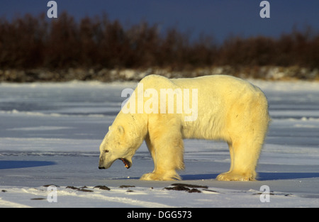 Maschio adulto orso polare (ursus maritimus) sbadiglia nervoso minaccia di spostamento display a Churchill Manitoba Northern Sub-Canada Artico Foto Stock