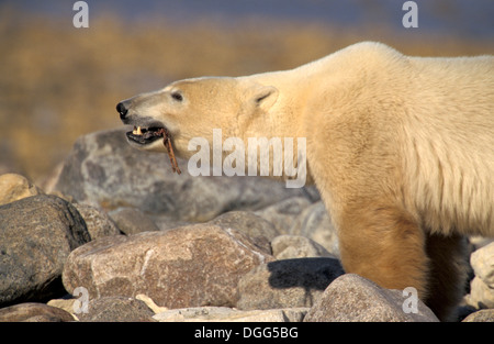 Maschio adulto orso polare (ursus maritimus) rosicchia alimentazione sulle balene beluga vertebre backbone a Churchill Manitoba Northern Sub-Canada Artico Foto Stock