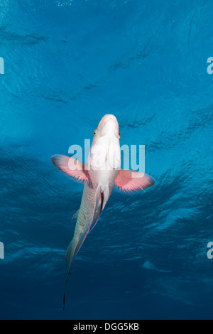 Hogfish messicano, Bodianus diplotaenia, San Benedicto, Revillagigedo Islands, Messico Foto Stock