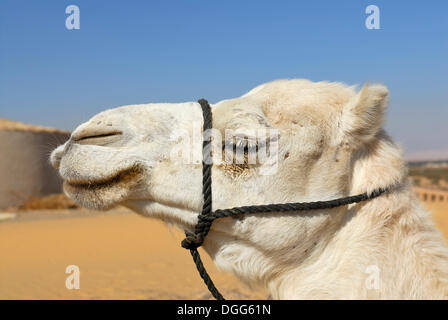 White Arabian Cammello Dromedario (Camelus dromedarius), ritratto, Dakhla Oasis, Deserto Libico, noto anche come Deserto Occidentale Foto Stock