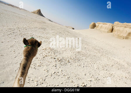 Arabian Cammello Dromedario (Camelus dromedarius), Deserto trekking, Dakhla Oasis, Deserto Libico, noto anche come Deserto Occidentale Foto Stock