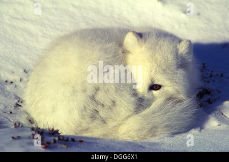 Arctic Fox (Alopex lagopus) avvolto a ricciolo in snow sonnecchia vicino a Churchill, Manitoba, Canada Settentrionale Foto Stock