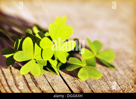 Fresche foglie di trifoglio su sfondo di legno, verde primavera bordo floreale, Lucky shamrock, St.Patrick's Day holiday simbolo Foto Stock