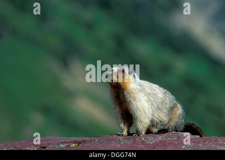 Annoso marmotta (Marmota caligata ) mountain marmotta whistler alert su roccia nelle Montagne Rocciose della Columbia britannica in Canada Foto Stock