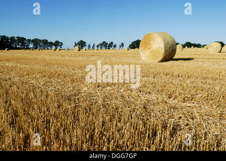 Balle di paglia, rotoballe giacente su un fresco campo falciata, Sassonia-Anhalt Foto Stock