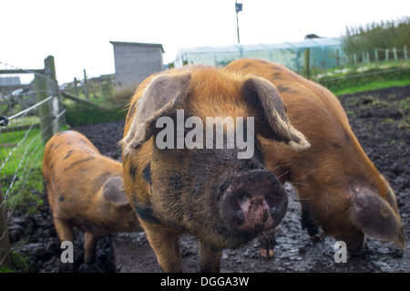 Oxford Sandy & maiali neri su una farm di Cornovaglia Foto Stock