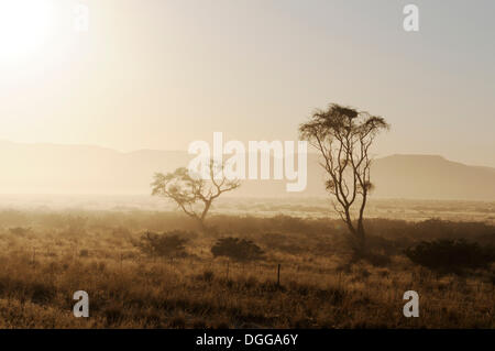 Early Morning mist, Naukluft Mountains, Namib-Naukluft-Park, Namib-Wüste, Namibia Foto Stock