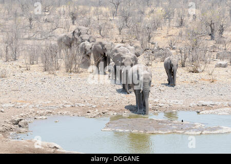 Allevamento di bush africano Elefante africano (Loxodonta africana) in esecuzione per la moringa Waterhole, Halali, Etosha-Nationalpark, Regione di Kunene Foto Stock