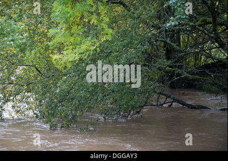 Llandrindod Wells, Regno Unito. Il 21 ottobre 2013. Dopo continua durante la notte pioggia pesante il fiume Ithon sorge il livello di minaccia di un caravan park. Photo credit: Graham M. Lawrence/Alamy Live News. Foto Stock