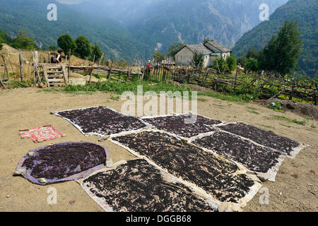 Europeo, NERO bacche di sambuco (Sambucus nigra) essiccazione al sole nei pressi di una vecchia casa colonica in Cerem, Valbona Parco Nazionale Foto Stock