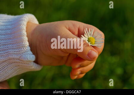 La mano di un vecchio cinque settimane baby tenendo una margherita, Germania Foto Stock