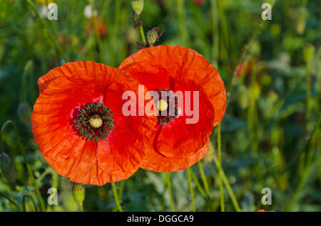 Rosso fiori di papavero (Papaver rhoeas) in un prato verde, Dresden Foto Stock