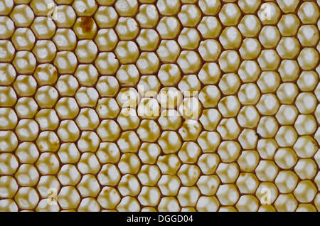 A nido d'ape carnica di api (Apis mellifera Carnica), Nuertingen, Bavaria Foto Stock