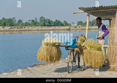 Uomo in attesa per il traghetto per trasportare riso raccolto culms sulla sua bicicletta, Brahmaputra Valley, India, Asia Foto Stock