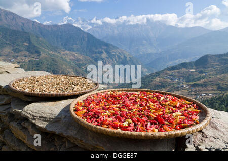 Peperoncini rossi su una lastra di legno di essiccazione al sole, Taksindu, Solukhumbu quartiere Zona Sagarmāthā, Nepal Foto Stock