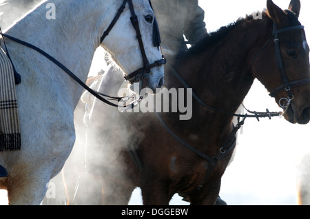 Hounding miseria: le finali della spagnola Campionati Nazionali di lepre Coursing, in Madrigal de las Altas Torres, Avila, Spagna. Foto Stock