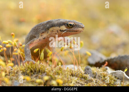 Newt liscia (Lissotriton vulgaris) tra moss spore, distretto della Ruhr, Dortmund, distretto della Ruhr, Nord Reno-Westfalia, Germania Foto Stock