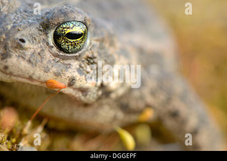 Natterjack toad (Bufo calamita), close-up, Industriegelände, Dortmund, distretto della Ruhr, Nord Reno-Westfalia, Germania Foto Stock