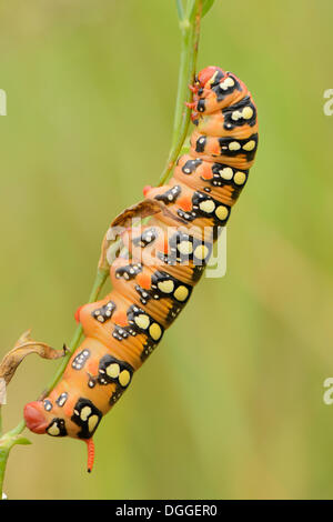 Caterpillar di euforbia Hawk-moth (Hyles euphorbiae) salendo su una lama di erba, Valle Verzasca, Kanton Tessin, Svizzera Foto Stock