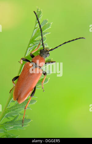 Longhorn Beetle (Stictoleptura rubra), femmina, in appoggio su una cannuccia, la Valle Verzasca, Kanton Tessin, Svizzera Foto Stock