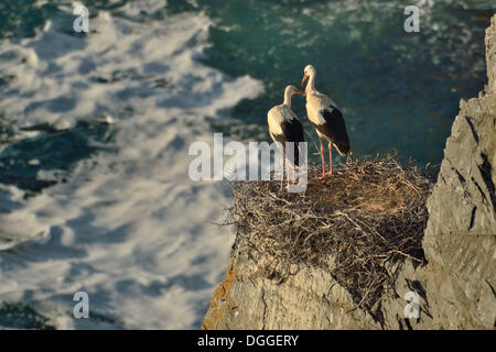 Due giovani Cicogna bianca (Ciconia ciconia) nel proprio nido sulla costa atlantica, Cabo Sardao, Algarve, PORTOGALLO Foto Stock