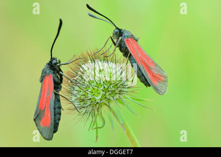 Trasparente (Burnets Zygaena purpuralis), appollaiato sulla testa di seme di un fiore pincushion (Scabiosa colombari), Valle Verzasca Foto Stock