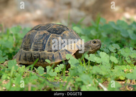 Sperone-thighed tartaruga (Testudo graeca), completamente cresciuti, tra il verde delle foglie, Dalyan Delta, Dalyan, Lykien, Turchia Foto Stock