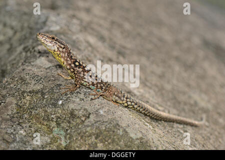 Ticino Lucertola muraiola (Podarcis muralis maculiventris), maschio crogiolarvi al sole su una roccia, Corippo, Valle Verzasca, Kanton Tessin, Svizzera Foto Stock