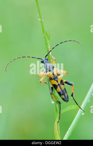 Avvistato Longhorn beetle (Rutpela maculata) su uno stelo, Valle Verzasca, Kanton Tessin, Svizzera Foto Stock