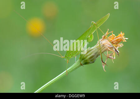 Sickle-Bearing Bush-Cricket (Phaneroptera falcata), femmina, appollaiato su uno stelo, Valle Verzasca, Kanton Tessin, Svizzera Foto Stock