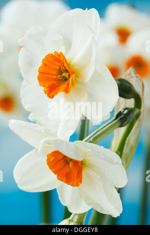 Narcissus 'Geranium' AGM Daffodil Div. 8 Tazetta Aprile Foto Stock