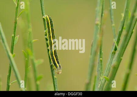 Caterpillar di una scopa Tarma (Ceramica pisi) seduta capovolto su un ramoscello di scopa, Valle Verzasca, Kanton Tessin, Svizzera Foto Stock
