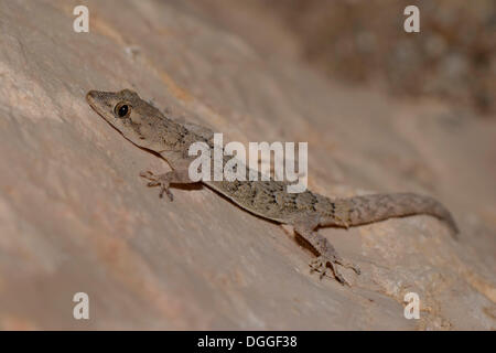 Kotschy's Gecko (Mediodactylus kotschyi) su una roccia, Kaş, Lycia, Provincia di Antalya, Turchia Foto Stock