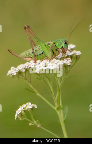 Verruca-snapper (Decticus verrucivorus), femmina in seduta il fiore di un umbellifer, Valle Verzasca, Kanton Tessin, Svizzera Foto Stock