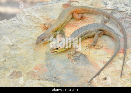 Grandi Psammodromus (Psammodromus algirus), coppia crogiolarsi al sole sulle rocce, Aljezur, distretto di Faro, Portogallo Foto Stock