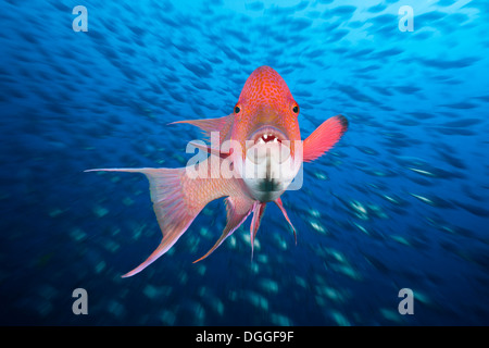 Hogfish messicano, Bodianus diplotaenia, Socorro, Revillagigedo Islands, Messico Foto Stock