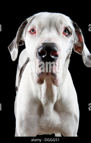 Ritratto in studio di alano Foto Stock