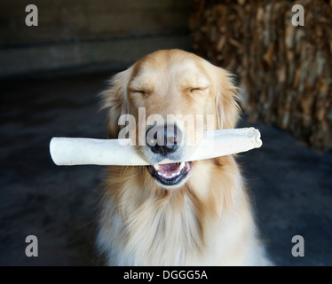 Ritratto di golden retriever con gli occhi chiusi e prodotto da masticare per cani Foto Stock