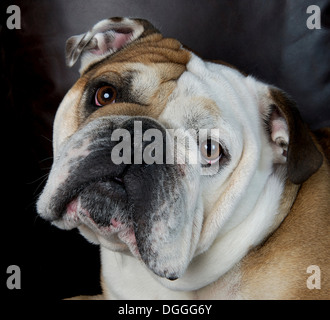 Close up ritratto di bulldog Foto Stock