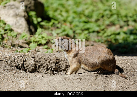 Nero-tailed Prairie Dog (Cynomys ludovicianus) nella parte anteriore della sua tana, Tiergarten lo Zoo di Schoenbrunn, Vienna, Austria, Europa Foto Stock