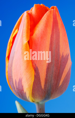 Tulipa 'Prinses Irene' AGM Tulip Triumph Group Aprile Foto Stock