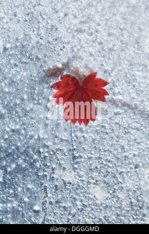 Congelati - piante selvatiche cercatori di fragole congelate in ghiaccio, il cambiamento delle stagioni concept Foto Stock