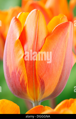 Tulipa 'Prinses Irene' AGM Tulip Triumph Group Aprile Foto Stock