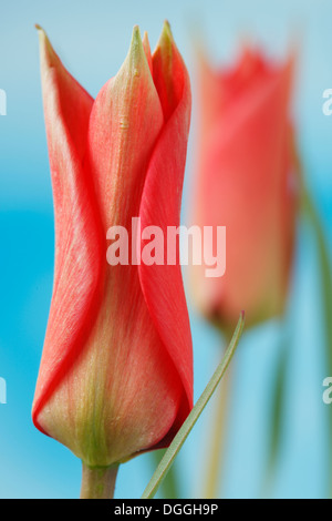 Tulipa linifolia lino-lasciava tulip Miscellaneous tulip Aprile Foto Stock