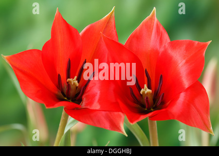 Tulipa linifolia lino-lasciava tulip Miscellaneous tulip Aprile Foto Stock