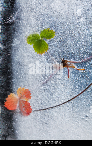 Congelati - piante selvatiche cercatori di fragole congelate in ghiaccio, il cambiamento delle stagioni concept Foto Stock